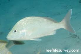 Image result for Haemulon sciurus