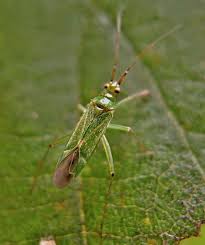 Attēlu rezultāti vaicājumam “Blepharidopterus angulatus”