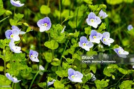 Attēlu rezultāti vaicājumam “Veronica filiformis”
