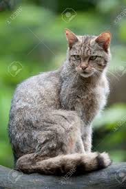 Attēlu rezultāti vaicājumam “Felis silvestris catus adult”