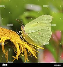 Attēlu rezultāti vaicājumam “Telekia speciosa flower”