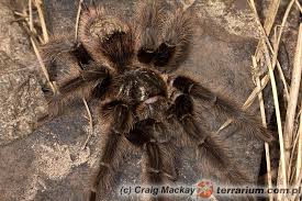 Znalezione obrazy dla zapytania Grammostola grossa