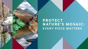 Attēlu rezultāti vaicājumam “Sparganium minimum fruit”