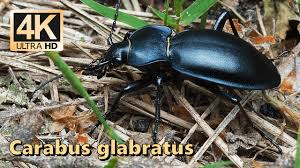 Attēlu rezultāti vaicājumam “Carabus glabratus”