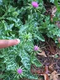Image result for Silybum marianum
