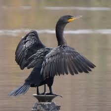 Image result for Phalacrocorax auritus