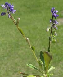 Attēlu rezultāti vaicājumam “Polygala amarella flower”