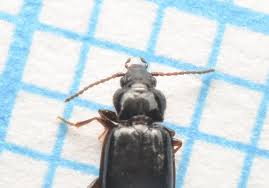 Attēlu rezultāti vaicājumam “Tachyta nana”