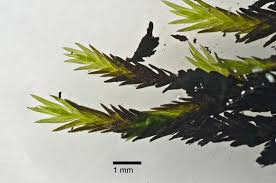 Attēlu rezultāti vaicājumam “Fissidens arnoldii sporophyte”