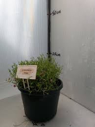 Attēlu rezultāti vaicājumam “Gypsophila muralis fruit”