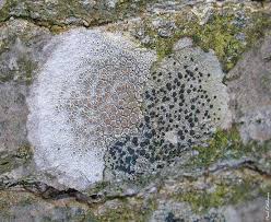 Attēlu rezultāti vaicājumam “Lecanora chlarotera”