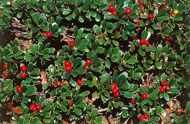 Attēlu rezultāti vaicājumam “Arctostaphylos uva-ursi”