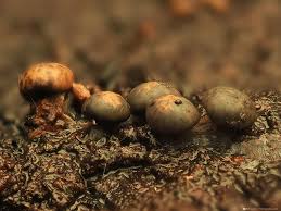 Attēlu rezultāti vaicājumam “Diderma radiatum spores”