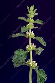 Image result for Marrubium vulgare