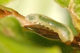 Attēlu rezultāti vaicājumam “Caliroa annulipes larva”