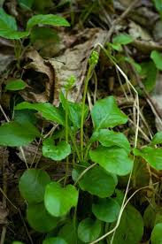 Attēlu rezultāti vaicājumam “Pyrola minor leaf”