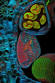 Attēlu rezultāti vaicājumam “Cribraria purpurea spores”