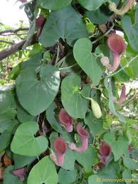 Attēlu rezultāti vaicājumam “Aristolochiaceae”