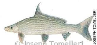 Image result for Cycleptus elongatus