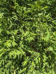 Attēlu rezultāti vaicājumam “Tilia platyphyllos Laciniata fruit”