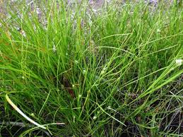 Attēlu rezultāti vaicājumam “Rhynchospora alba”