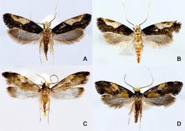 Attēlu rezultāti vaicājumam “Tineidae”