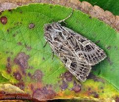 Attēlu rezultāti vaicājumam “Tholera decimalis”