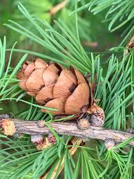 Attēlu rezultāti vaicājumam “Larix sibirica”