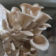 Attēlu rezultāti vaicājumam “Pleurotus ostreatus”