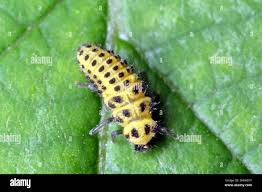 Attēlu rezultāti vaicājumam “Psyllobora vigintiduopunctata”