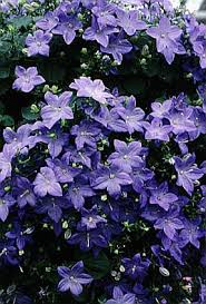 Image result for Campanula isophylla