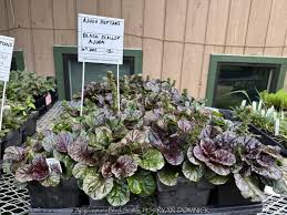 Attēlu rezultāti vaicājumam “Ajuga reptans leaf”