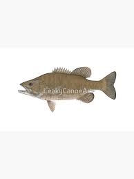 Image result for Micropterus dolomieu