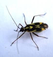 Attēlu rezultāti vaicājumam “Grypocoris sexguttatus”
