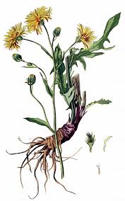 Attēlu rezultāti vaicājumam “Crepis biennis leaf”