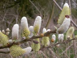 Attēlu rezultāti vaicājumam “Salix x doniana flower”