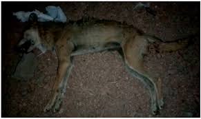 Image result for canis lupus arabs