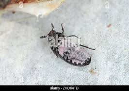 Attēlu rezultāti vaicājumam “Dermestes murinus”