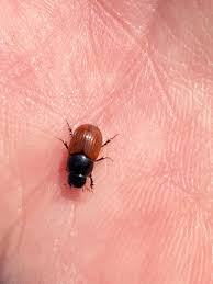 Attēlu rezultāti vaicājumam “Aphodius sp. imago”