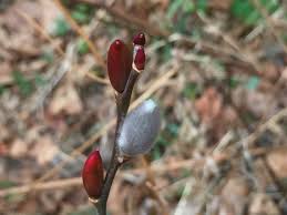 Attēlu rezultāti vaicājumam “Salix caprea bud”