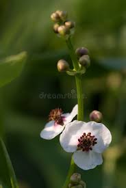 Attēlu rezultāti vaicājumam “Sagittaria sagittifolia leaf”