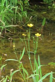 Attēlu rezultāti vaicājumam “Ranunculus lingua leaf”