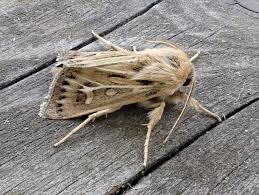 Attēlu rezultāti vaicājumam “Cerapteryx graminis”