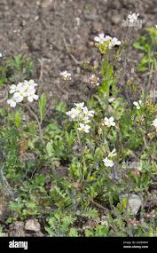 Attēlu rezultāti vaicājumam “Cardaminopsis arenosa leaf”