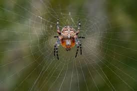 Attēlu rezultāti vaicājumam “Araneus diadematus juvenile”