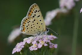 Attēlu rezultāti vaicājumam “Lycaena tityrus female”