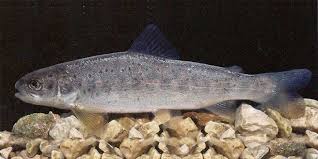 Image result for Salmo macrostigma