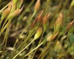 Attēlu rezultāti vaicājumam “Orthotrichum anomalum sporophyte”