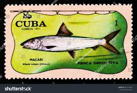 Image result for Albula vulpes