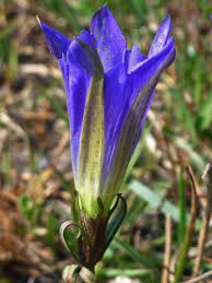 Attēlu rezultāti vaicājumam “Gentiana pneumonanthe flower”